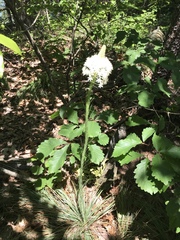 Xerophyllum asphodeloides