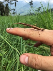 Libethra