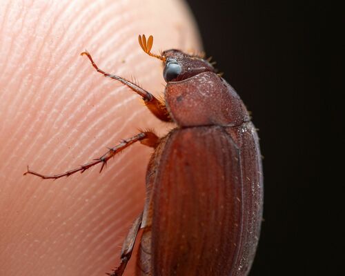 Asiatic Garden Beetle photo 5