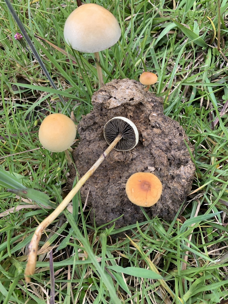 Protostropharia semiglobata · April 2019 · photo: © moorebuesing (iNaturalist, cc0)
