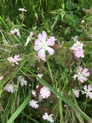 Silene × hampeana