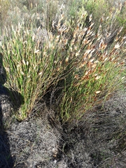 Willdenowia glomerata