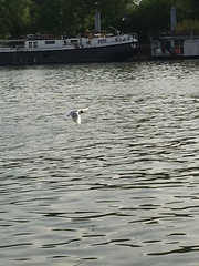 Chroicocephalus ridibundus