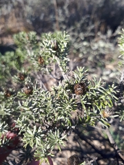 Oedera fruticosa