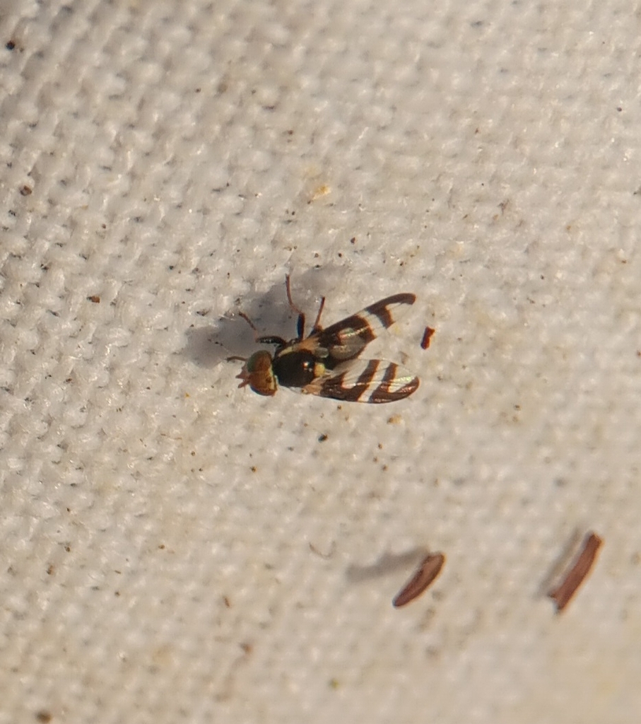Four-barred Knapweed Gall Fly
