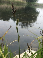 Carex riparia