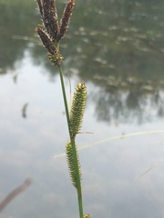 Carex riparia