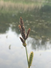 Carex riparia