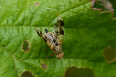 Tephritis formosa