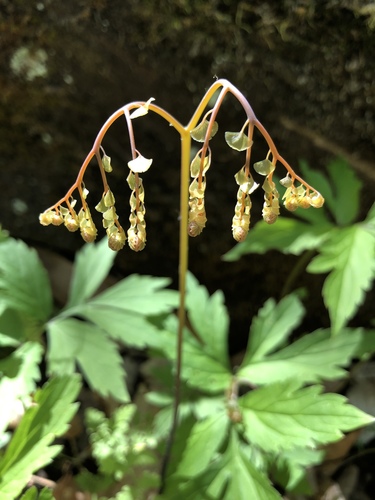 Adiantum pedatum iNat (1)