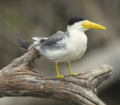 Large-Billed Tern photo 3