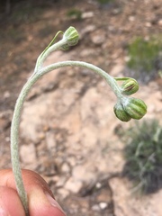 Hymenopappus filifolius