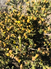 Marasmodes spinosa