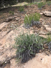 Hymenopappus filifolius