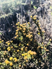 Marasmodes spinosa