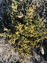 Marasmodes spinosa