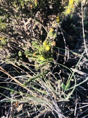 Marasmodes spinosa