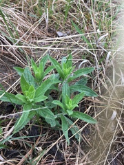 Lithospermum occidentale
