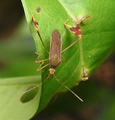 Anisoscelis scutellaris