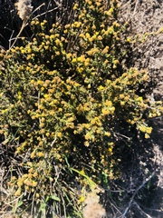 Marasmodes spinosa