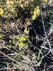 Marasmodes spinosa