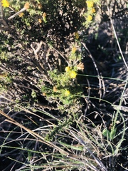 Marasmodes spinosa