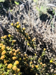 Marasmodes spinosa