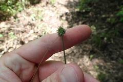 Carex arkansana
