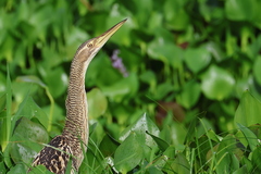 Pinnated Bittern photo 2
