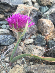 Allium falcifolium