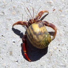 Nerita peloronta