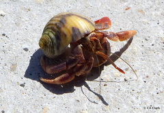 Nerita peloronta