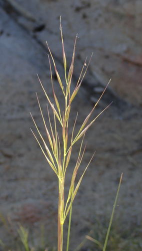 Sierra needlegrass (Achnatherum latiglume)