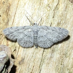 Idaea violacearia
