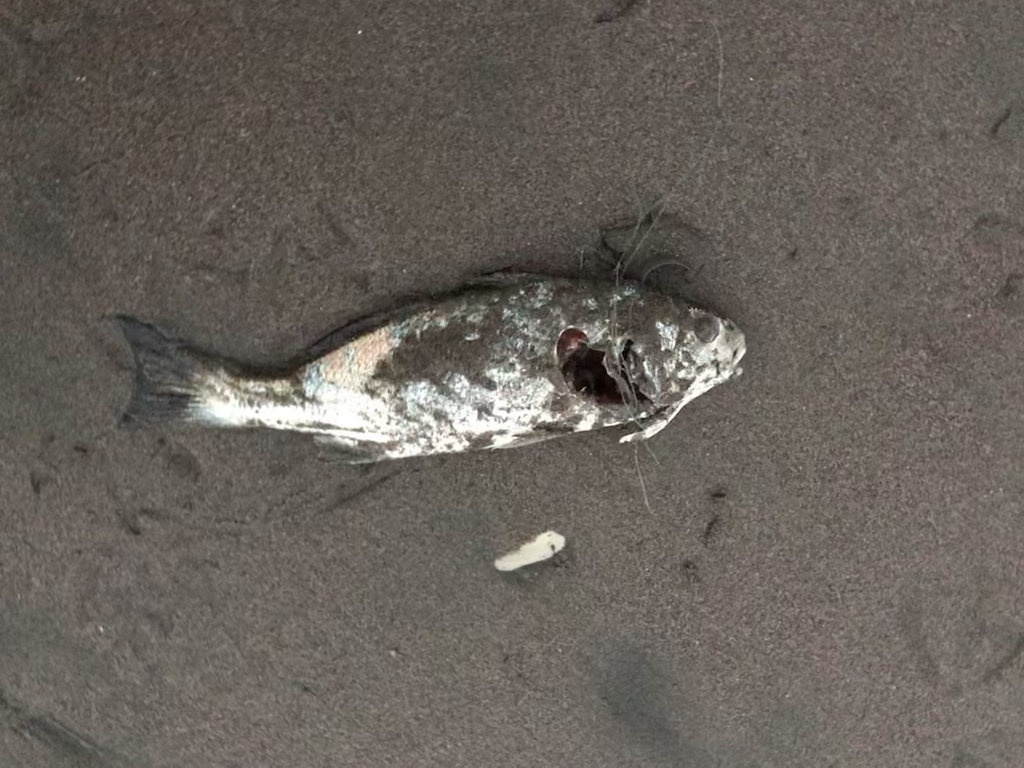 Lorna drum (Sciaena deliciosa) — Sciaenidae
