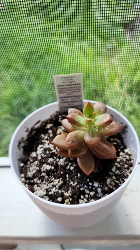 ×Graptosedum Vera Higgins 2