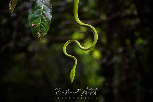 Northern Western Ghats Vine Snake