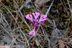Clarkia concinna concinna