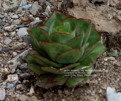 Echeveria longissima