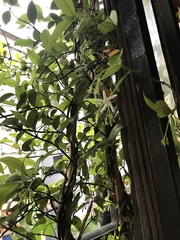 Angiospermae