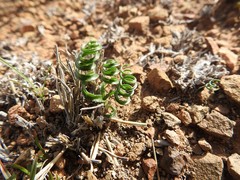 Albuca concordiana