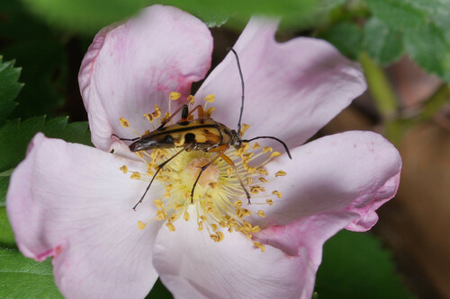 Yellow-horned Flower Longhorn Beetle photo 6