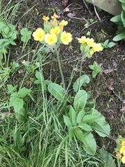 Primula × polyantha