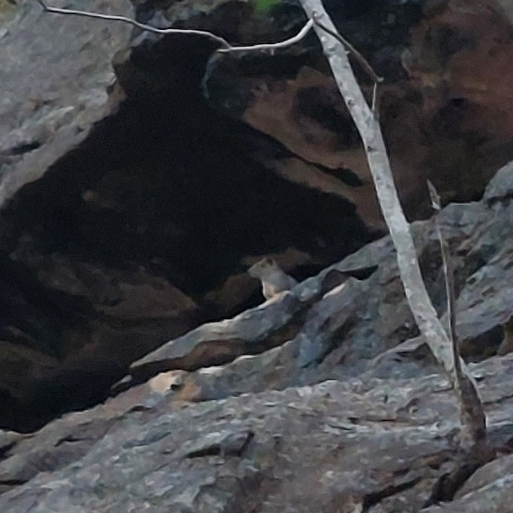 Rock Cavy