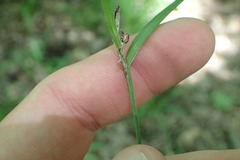 Scleria oligantha