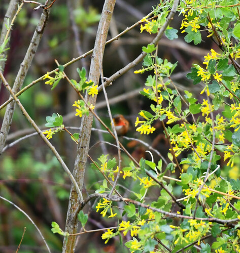 Rufous Hummingbird photographed in Wyoming
