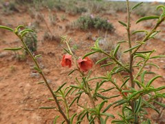 Hermannia linearifolia