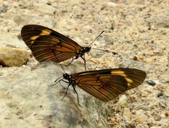 Actinote anteas anteas