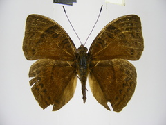 Euriphene doriclea infusca