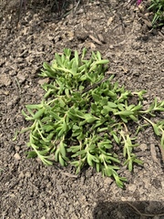 Delosperma nubigenum